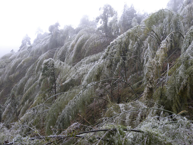 龙溪乡：齐心协力抗冰冻