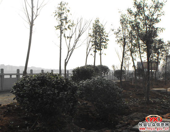 县城滨江大道树木正在加紧养护中