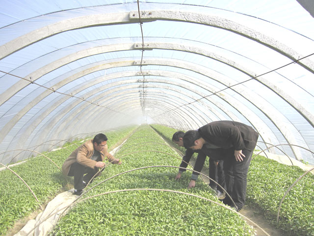 炎陵县农业局加强外销型蔬菜基地技术指导