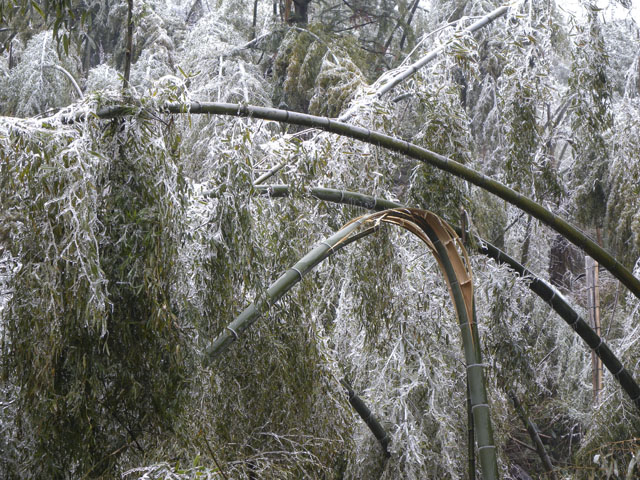 龙溪乡：齐心协力抗冰冻