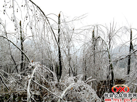 攸县东部山区冰雪导致林木受损