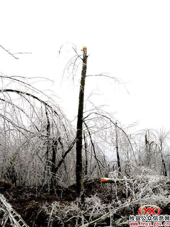 攸县东部山区冰雪导致林木受损