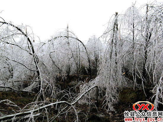 攸县东部山区冰雪导致林木受损