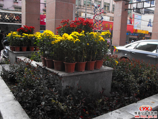 喜迎虎年：数万盆鲜花扮靓梅城