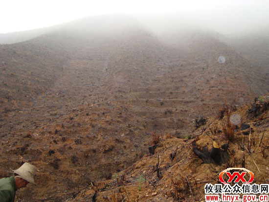 人勤春早：槚山乡造林已投入劳动工日2.3万个