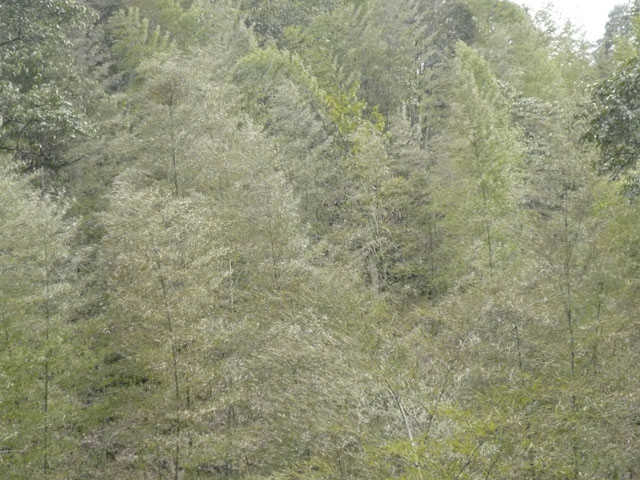 大院农场：三千亩楠竹林受到霜冻