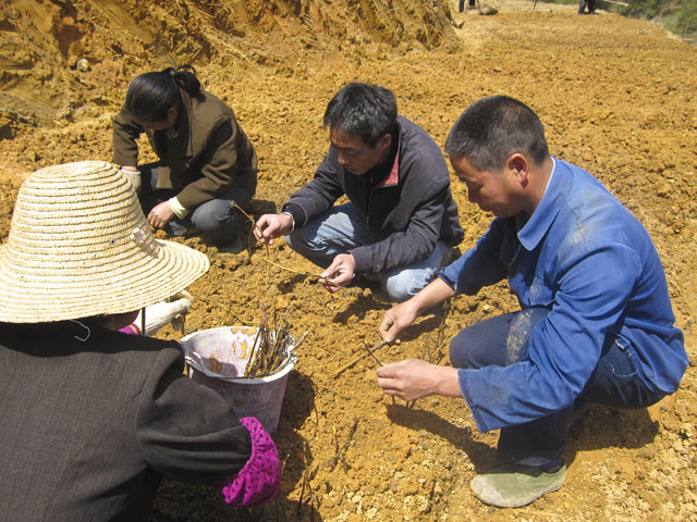 县农业专家到策源乡指导“十大”产业建设