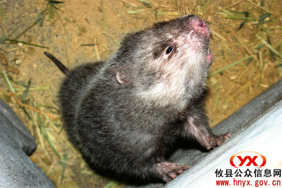 鸾山镇新漕村因地制宜大力发展特色农业