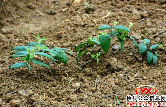 鸾山镇新漕村因地制宜大力发展特色农业