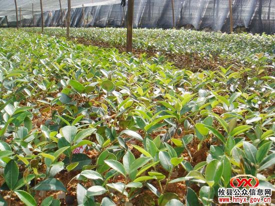 省油茶办有关专家来攸县检查油茶造林工作
