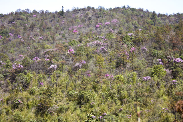大院、石洲“探花寻笋竹乡踏青游”激情启动