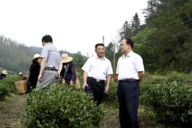 周建光：做大做强做优茶产业