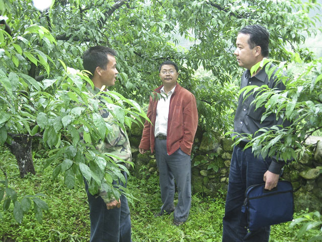 市农业专家深入平乐黄桃基地进行现场检查