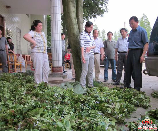 国家林业局调研组来攸县调研油茶种苗生产情况