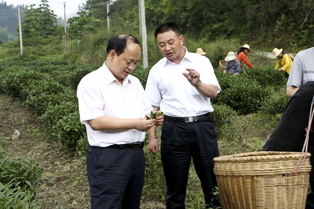 周建光：做大做强做优茶产业