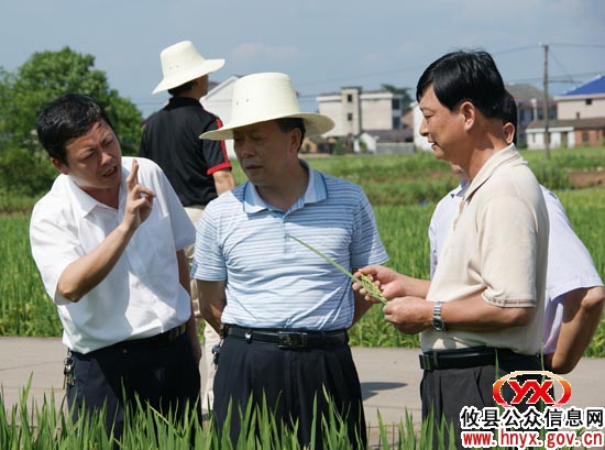 省农业厅巡视员吴新民一行考察攸县粮食生产情况
