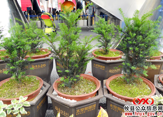 攸县红豆杉重登世界自然基金会馆