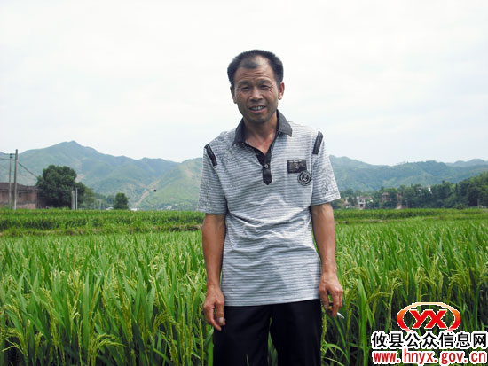 攸县坪阳庙乡桐岭村村民科学种田夺高产
