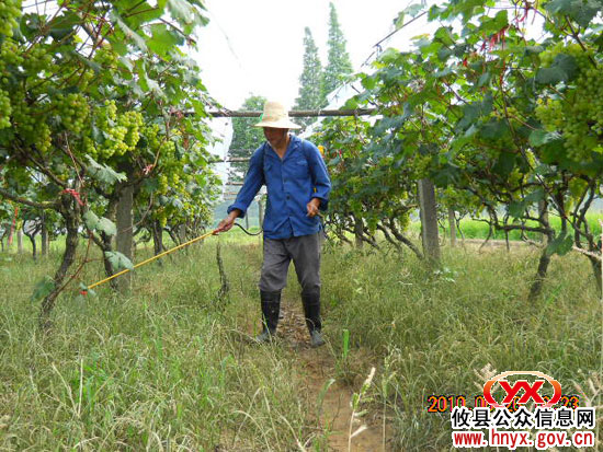 攸县老年科协与县农教办联合培训葡萄种植户