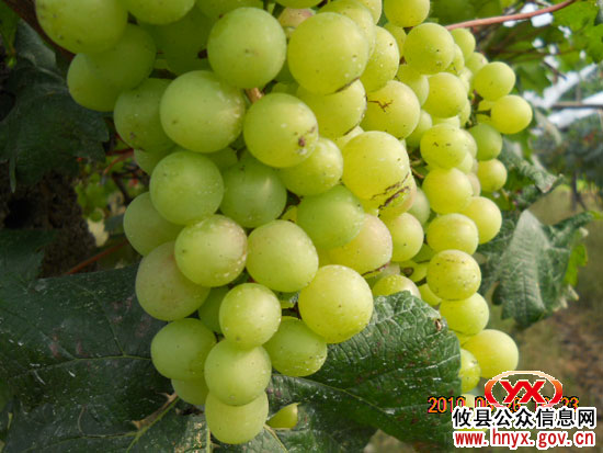 攸县老年科协与县农教办联合培训葡萄种植户