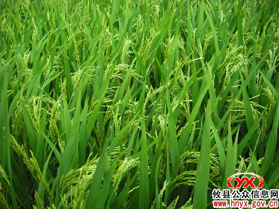 攸县坪阳庙乡桐岭村村民科学种田夺高产