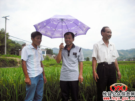 攸县坪阳庙乡桐岭村村民科学种田夺高产