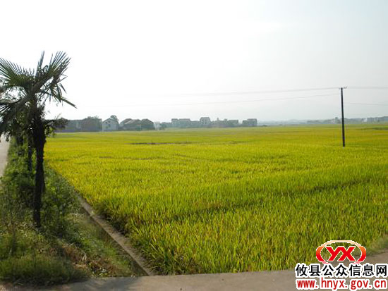 酒埠江灌区攸县中心所做好“双抢”抗旱准备