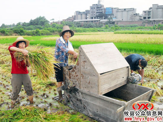 攸县石羊塘镇“双抢”正在进行
