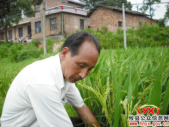 攸县坪阳庙乡桐岭村村民科学种田夺高产