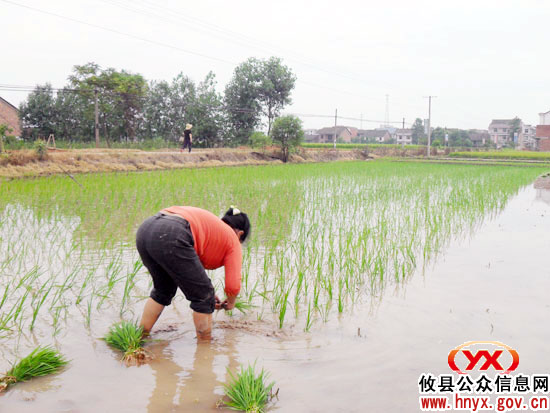 攸县石羊塘镇“双抢”正在进行