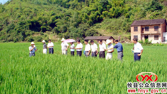 攸县农业局专题部署防治 “南方水稻黑条矮缩病”