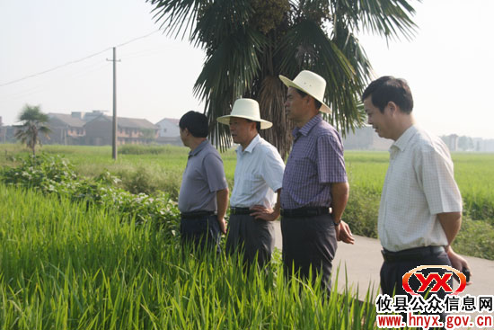 省农业厅巡视员青先国一行来攸县检查粮食生产工作