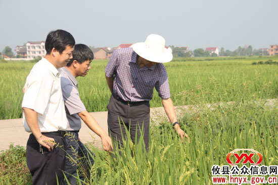 省农业厅巡视员青先国一行来攸县检查粮食生产工作