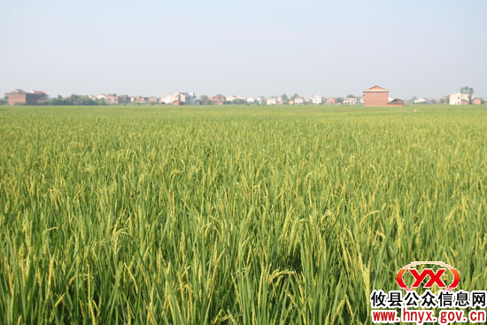 攸县创建4个万亩双季稻高产示范片