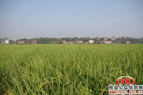 攸县着力“建基地、扩规模、育龙头”做大湘米产业