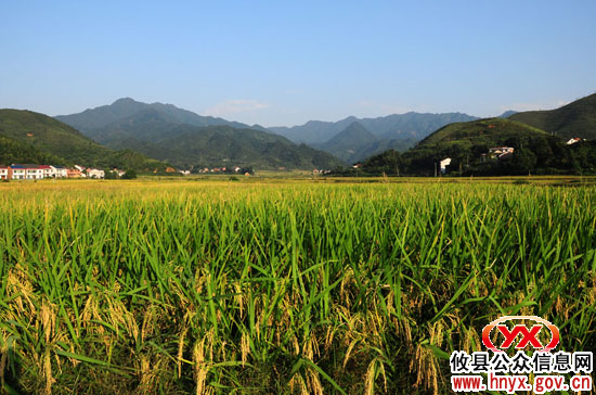 攸县着力“建基地、扩规模、育龙头”做大湘米产业