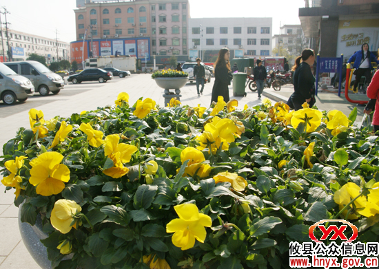 【喜迎2011】攸县城区开始张灯结彩庆佳节