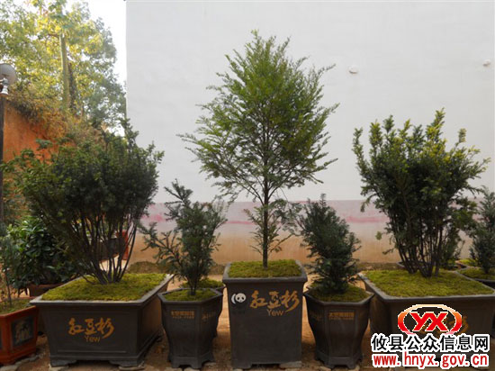 攸县红豆杉保护开发项目已列入湖南省“十二五”规划项目库