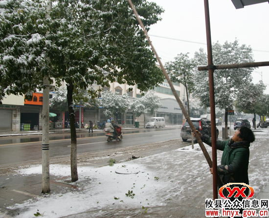 【抗雪防冻】县“市政园林”组织人力、市民自发行动给城区行道树“减压”