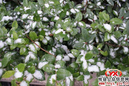 好兆头，攸县迎来2011年第一场雪