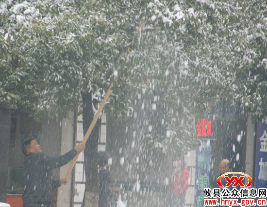 【抗雪防冻】县“市政园林”组织人力、市民自发行动给城区行道树“减压”