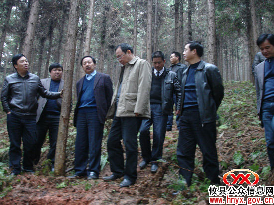 省林业厅副厅长唐苗生一行来攸县督查春季造林工作