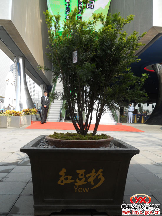 【精彩回放】攸县红豆杉亮相上海世博会太空家园馆