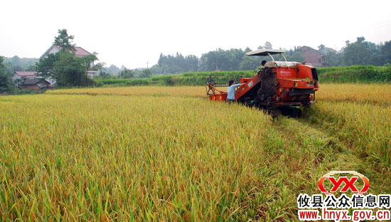 攸县将为种粮农户发放政策性粮食补贴5618万元