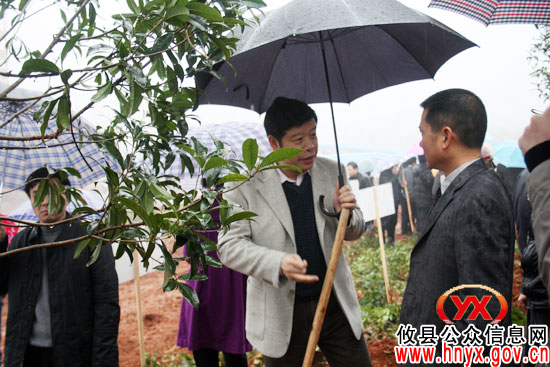 植树节前，攸县县领导带头冒雨挥锄植树忙