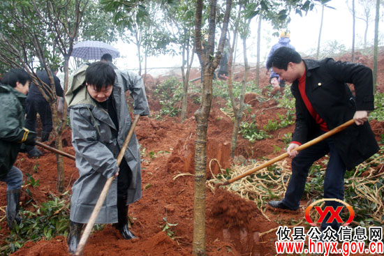 植树节前，攸县县领导带头冒雨挥锄植树忙