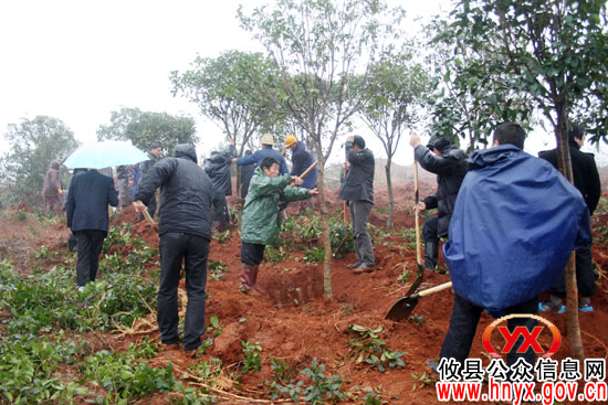 植树节前，攸县县领导带头冒雨挥锄植树忙