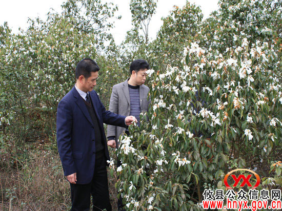 攸县林业局张建林一行考察“攸县油茶”原生林保护情况