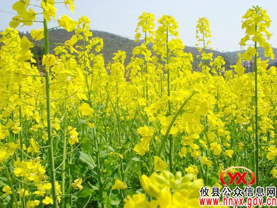 攸县石羊塘镇1.2万亩油菜花开金灿灿