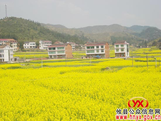 攸县石羊塘镇1.2万亩油菜花开金灿灿